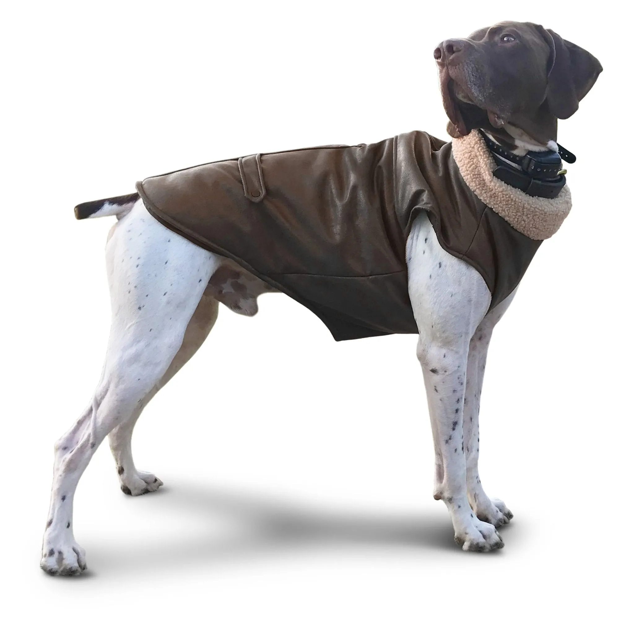 Bomber Dog Jacket by Fashion Pet