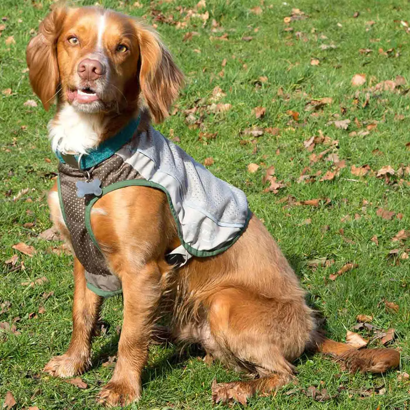 Scruffs Insect Shield Breathable Dog Vest